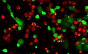 Live/dead cell double staining