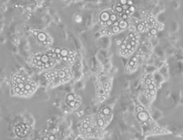 在使用3T3-L1分化试剂盒7天后，利用可见的脂滴可以确认已对前脂肪细胞进行了分离。