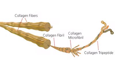 Diagram showing the hierarchical structure of collagen, from collagen fibers to fibrils, microfibrils, and tripeptides, labeled for educational purposes.