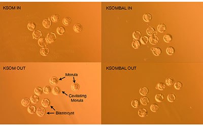 FVB/N embryos 96 hours post-hCG induction of ovulation demonstrate morula, cavitating morula and blastocyst developmental stages hCG诱导排卵后96小时的FVB/N胚胎显示桑葚胚期、桑葚胚泡期和囊胚发育期