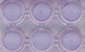 A close-up image of a 96-well plate with each well containing HT-1080 cells. The wells are arranged in two rows of three.