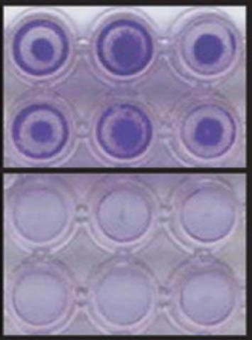 HT-1080细胞侵袭通过96孔细胞侵袭测定方案测定。侵袭的细胞可通过结晶紫染色与NIH3T3阴性对照一起被观察到。