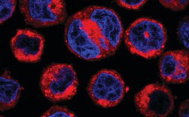 Live U937 cells stained with CellVue® Claret Far Red Fluorescent Dye and DAPI