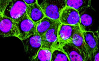 Mammalian cells cultured from cell lines 荧光染色培养哺乳动物细胞