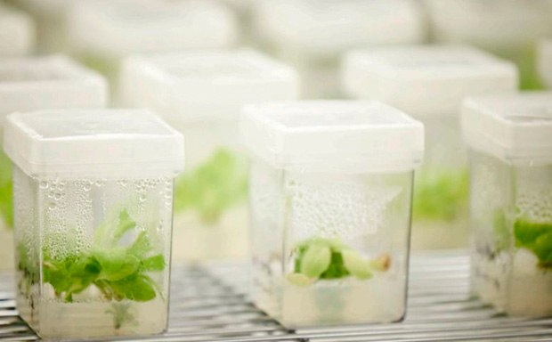 Plant tissue culture Plant Culture Media