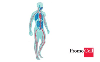 It shows a clear view of the heart, arteries, and veins in blue and red colors, which represent the pathways of oxygenated and deoxygenated blood, respectively.