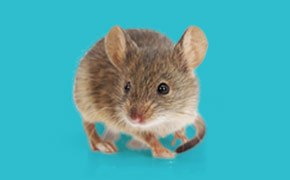 可用于小鼠胚胎培养检验的培养基产品 可用于小鼠胚胎培养检验的培养基产品