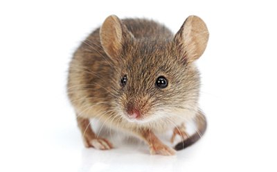 A brown mouse against a white background.