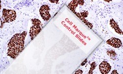 Cell Marque™对照玻片的IHC染色显微图像