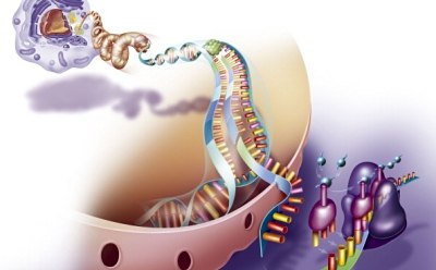 核糖体沿mRNA移动以将氨基酸掺入多肽的过程图示。