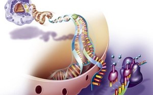 核糖体沿mRNA移动以将氨基酸掺入多肽的过程图示。