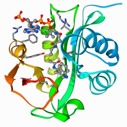 Serotonin N-acetyl transferase complexed with coenzyme A-S-acetyltryptamine