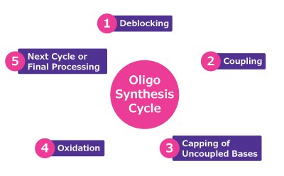 Oligo synthesis cycle A