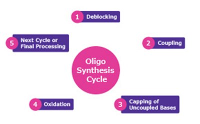 寡核苷酸合成周期 寡核苷酸合成周期 A