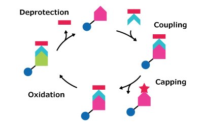 Oligo Synthesis Cycle B