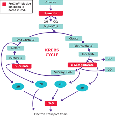 Proclin™ biocide preservative inhibits microbial Kreb cycle in several places ProClin™抑菌防腐剂多位点抑制微生物三羧酸循环