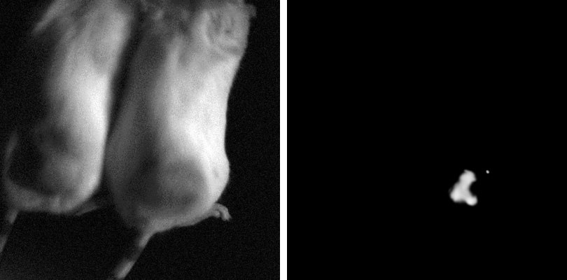 Luciferase-specific siRNA treated animal on the left; non-targeting siRNA treated animal on the right