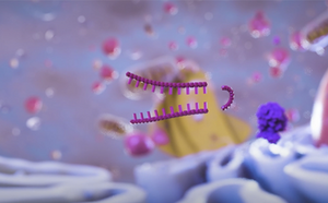 shRNA transcript knockdown by the DICER complex RNAi single clones