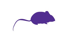 Image of a Mouse