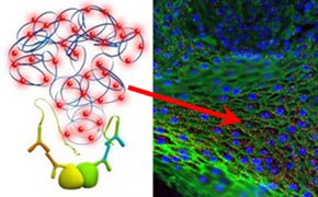 Duolink® PLA Technology Duolink® Proximity Ligation Assay (PLA) technology. On the left, a diagram depicts protein structures with red and blue interactions. On the right, a fluorescent microscopy image shows a cellular landscape with blue-stained nuclei and green cytoplasmic structures, highlighting protein-protein interactions indicated by a red arrow.