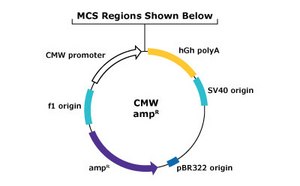 CMV Promoter Mammalian Expression Vector