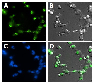 Fluorescence Microscopy