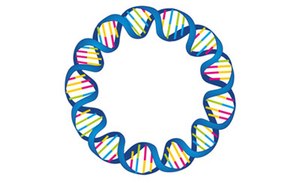 plasmid-purification-mcp.jpg plasmid-purification-mcp.jpg