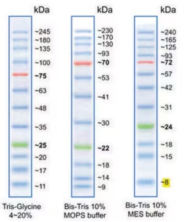 BLUeye prestained protein ladder has 12 bands at 11, 17, 20, 25, 35,48, 63, 75, 100, 135, 180, and 245 kDa. It is provided in a gel loading buffer and includes a green and a red reference band to enable easier identification.