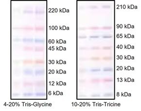 ColorBurst protein markers for gel electrophoresis
