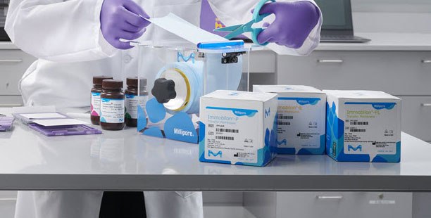 Protein Transfer in Western Blotting 蛋白质印迹中的蛋白质转印