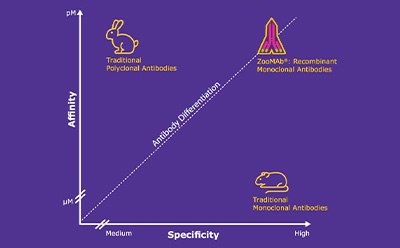 A graph showing antibody types' affinity vs. specificity: Traditional Polyclonal (rabbit), Recombinant Monoclonal (rocket), and Monoclonal (mouse).