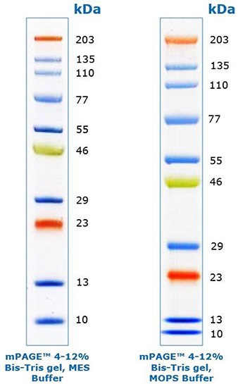 mPAGE® color protein markers for gel electrophoresis