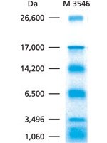 Ultra-low molecular weight markers for protein gel electrophoresis