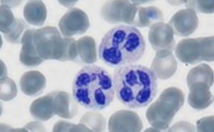 HARLECO® Polychromatic stain used for staining of blood parasites