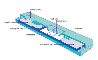 Lateral Flow Assay Schematic 切掉快速侧向层析检测试纸条的示意图