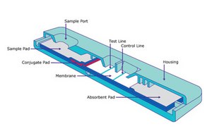 Lateral Flow Assay Schematic