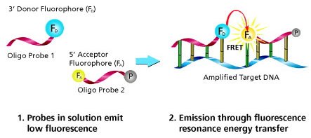 LightCycle Probes