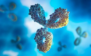 蓝色和黄色的免疫球蛋白G抗体