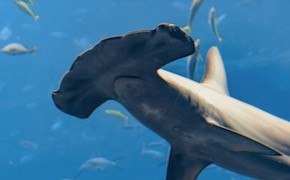 Danielle Bartz wears a pink hat and plastic gloves while holding up a circular filter with two sets of tweezers.