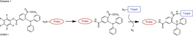 2-(Diphenylphosphino)terephthalic acid 1-methyl 4-pentafluorophenyl diester Staudinger Ligation Probe and Target 2-(Diphenylphosphino)terephthalic acid 1-methyl 4-pentafluorophenyl diester Staudinger Ligation Probe and Target