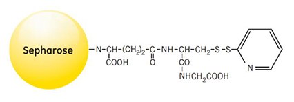 Partial structure of Activated Thiol Sepharose 4B