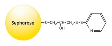 Partial structure of Thiopropyl Sepharose 6B