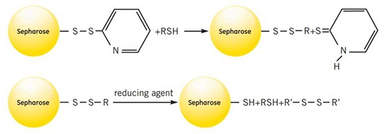 Reaction scheme puriﬁcation of a thiolated substance