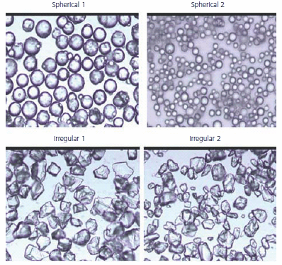 SEM of Thalassiosira diatoms