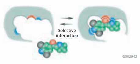 Selective Interaction
