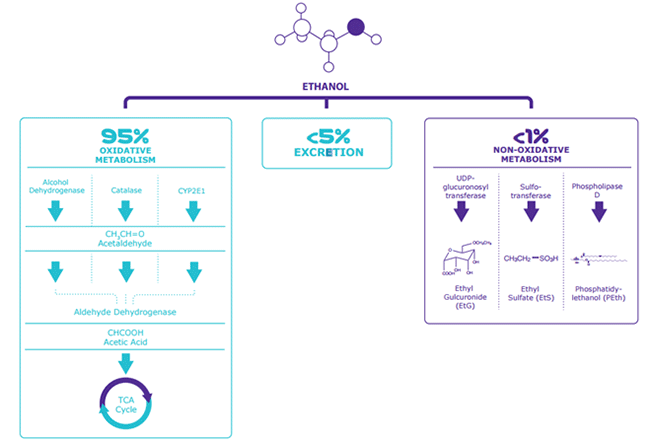 Enzyme Pathways for Ethanol Metabolism Enzyme Pathways for Ethanol Metabolism