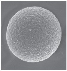 Microscopic view of porous graphitic carbon (PGC) particle Microscopic view of porous graphitic carbon (PGC) particle