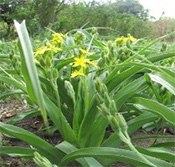 History of Thin-Layer Chromatography - The Beginning History of Thin-Layer Chromatography - The Beginning