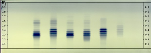 A real developed HPTLC Silica Gel 60 RP18 F254 plate showing blue tracks labeled as 1, 2, 3, 4, 5, and 6 from left to right for different fixed oil samples