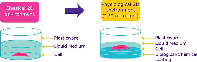 Cells in presence of Extracellular matrix proteins undergo physiologically relevant behaviours than cells in 2D conditions